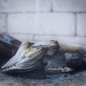 biała szałwia do ceremonii oczyszczania